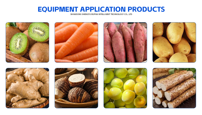 Shengtu root vegetable processing line handling various crops